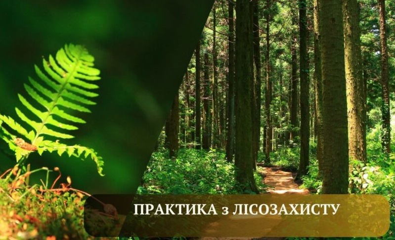 Навчальна практика з лісозахисту: практичний досвід обстеження лісових насаджень