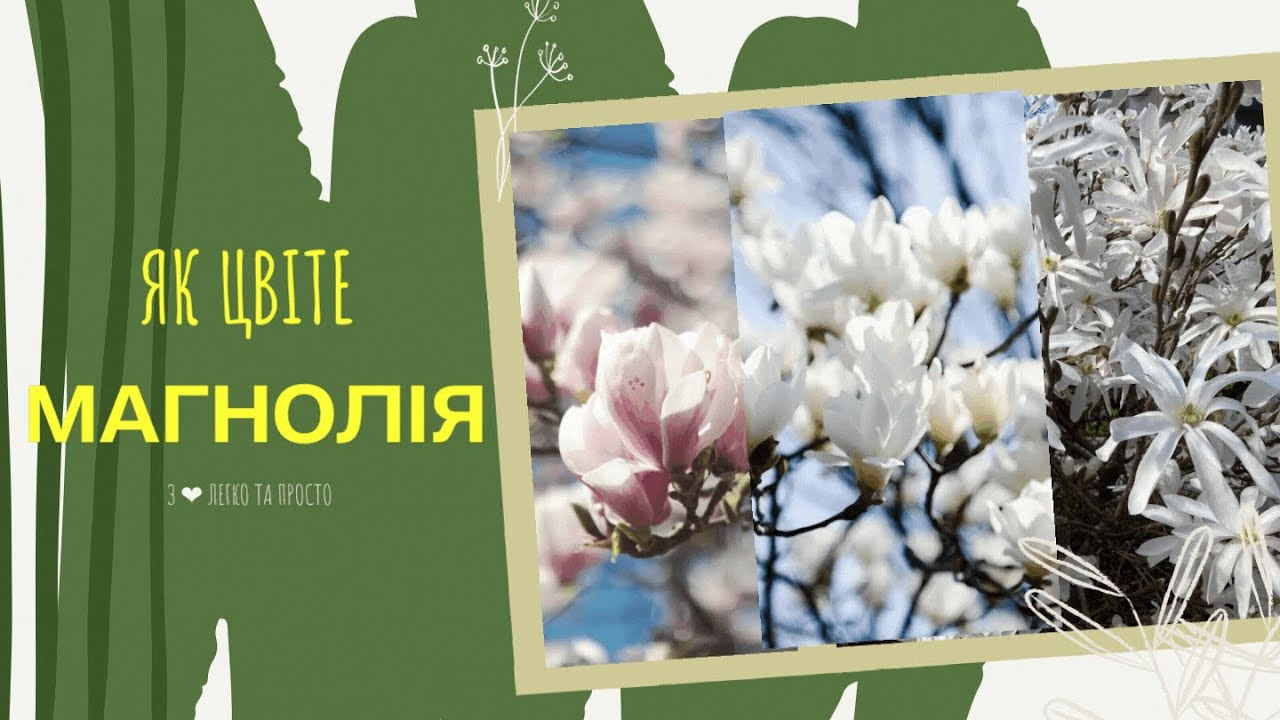 Весна… Квітує магнолія та форзиція