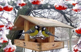 Нагодуй птахів взимку – акція «Годівничка» триває…