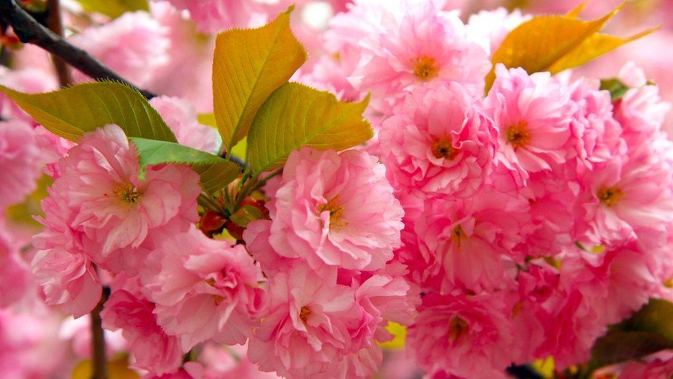 Запрошуємо у чарівний світ квітування сакури!